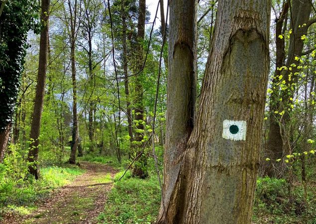 Wegmarkierung: Grüner Punkt auf weißem Hintergrund in quadratischer Form, Foto: Jörg Bartz, Lizenz: TV Ruppiner Seenland e.V.
