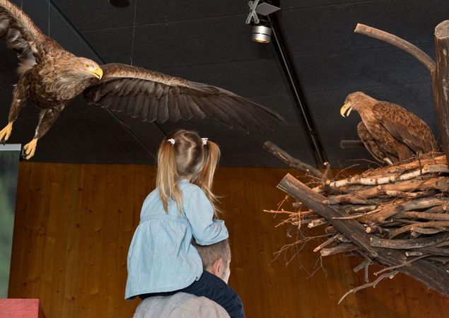 Dem König der Lüfte hautnah, Foto: Mirco Runge, Lizenz: Müritzeum gGmbH Dem König der Lüfte hautnah, Foto: Mirco Runge, Lizenz: Müritzeum gGmbH
