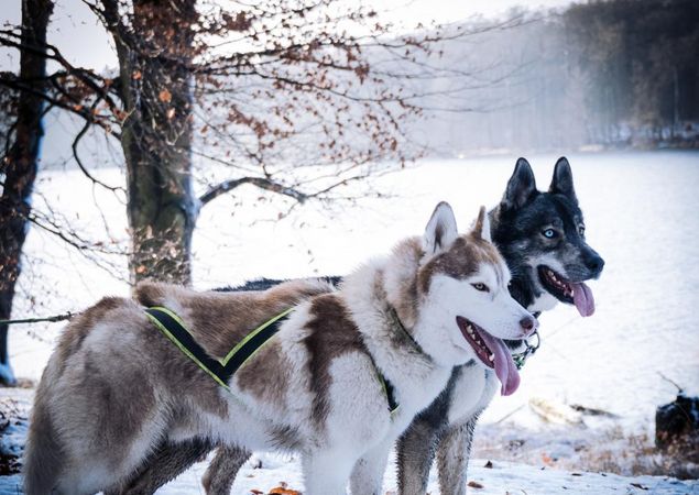 Huskys, Foto: J. Friedrich Huskys, Foto: J. Friedrich