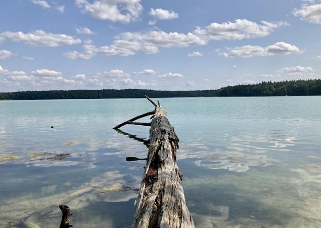 Baumstamm ragt in den Stechlinsee, Foto: Itta Olaj, Lizenz: Tourismusverband Ruppiner Seenland e. V.