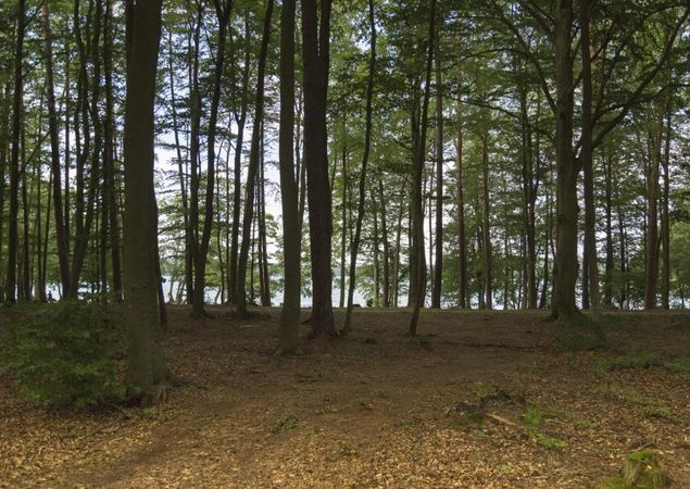 Wald am Stechlinsee, Foto: Steffen Lehmann, Lizenz: TMB-Fotoarchiv