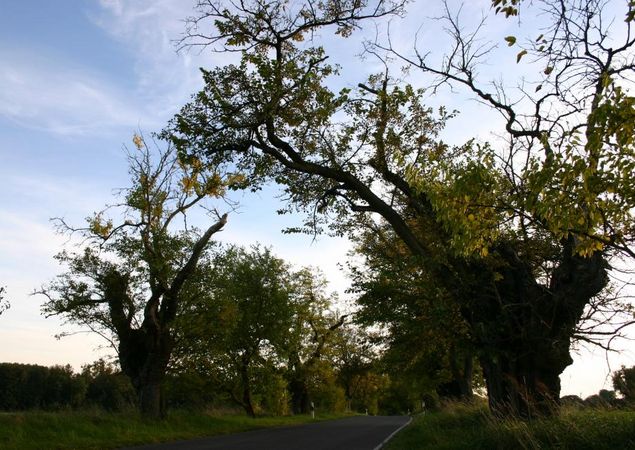 Allee rund um Gut Zernikow, Foto: Tourismusverband Ruppiner Seenland e.V. , Lizenz: Tourismusverband Ruppiner Seenland e.V. Allee rund um Gut Zernikow, Foto: Tourismusverband Ruppiner Seenland e.V. , Lizenz: Tourismusverband Ruppiner Seenland e.V.