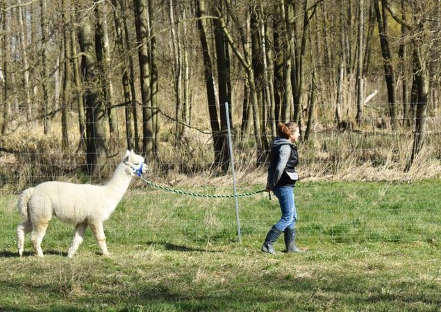 Alpakawanderung, Foto: Tiny Alpaca Town , Lizenz: Tiny Alpaca Town Alpakawanderung, Foto: Tiny Alpaca Town , Lizenz: Tiny Alpaca Town