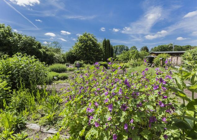 Klosterkräutergarten Himmelpfort, Foto: TMB-Fotoarchiv/Steffen Lehmann