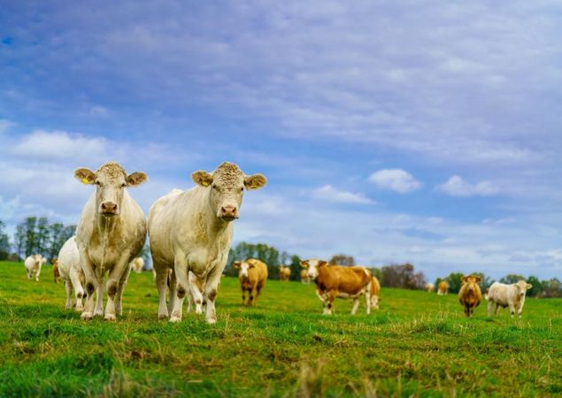 Mastrinder der Rasse Ückermärker auf den Wiesen rund um Bergsdorf, Foto: REGiO-Nord mbH, Foto: André Wirsig, Lizenz: REGiO-Nord mbH Mastrinder der Rasse Ückermärker auf den Wiesen rund um Bergsdorf, Foto: REGiO-Nord mbH, Foto: André Wirsig, Lizenz: REGiO-Nord mbH