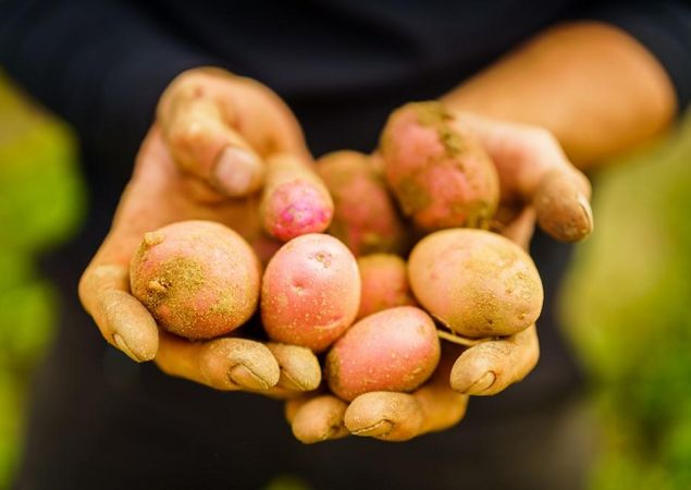 Kartoffelernte, Foto: André Wirsig, Lizenz: REGiO-Nord mbH