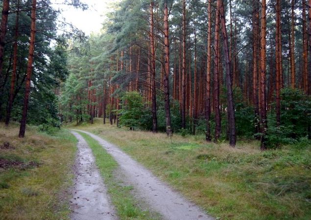 Wald © TV Havelland e.V.