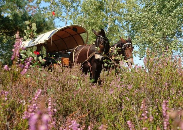 Fahrt zur Heideblüte, Foto: Juliane Rensch Fahrt zur Heideblüte, Foto: Juliane Rensch