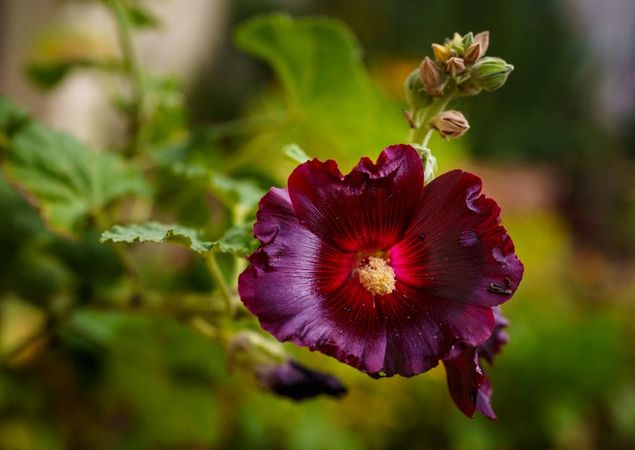 Malvenblüte, Foto: André Wirsig, Lizenz: Regio-Nord mbH