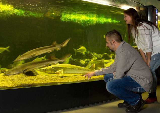 Imposante Störe im Aquarium, Foto: Mirko Runge, Lizenz: Müritzeum gGmbH Imposante Störe im Aquarium, Foto: Mirko Runge, Lizenz: Müritzeum gGmbH