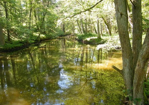 Wanderung um den Hegensteinbach, Foto: TI Fürstenberg/Havel, Lizenz: TI Fürstenberg/Havel Wanderung um den Hegensteinbach, Foto: TI Fürstenberg/Havel, Lizenz: TI Fürstenberg/Havel