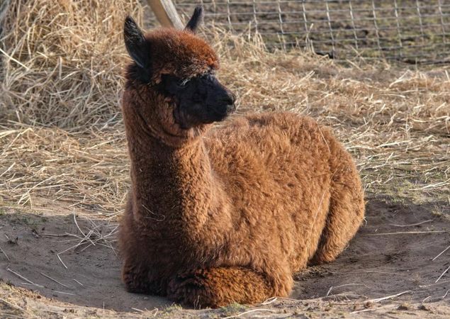 Mon Bijou - Zuchtstute, Foto: Tiny Alpaca Town GbR, Lizenz: Jennifer Draba-Quell Mon Bijou - Zuchtstute, Foto: Tiny Alpaca Town GbR, Lizenz: Jennifer Draba-Quell
