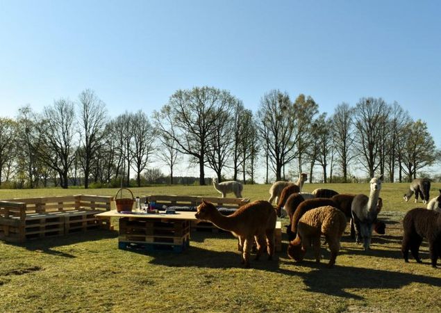 Picknick zwischen Alpakas, Foto: Tiny Alpaca Town GbR, Lizenz: Jennifer Draba-Quell Picknick zwischen Alpakas, Foto: Tiny Alpaca Town GbR, Lizenz: Jennifer Draba-Quell
