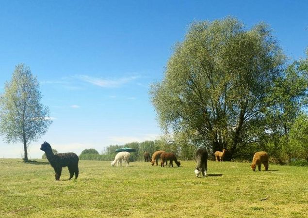 Tiny Alpaca Town , Foto: Jennifer Draba-Quell, Lizenz: Jennifer Draba-Quell Tiny Alpaca Town , Foto: Jennifer Draba-Quell, Lizenz: Jennifer Draba-Quell