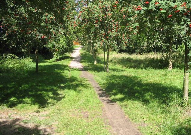 Vogelbeeren @ Stadt Fürstenberg/Havel Vogelbeeren @ Stadt Fürstenberg/Havel