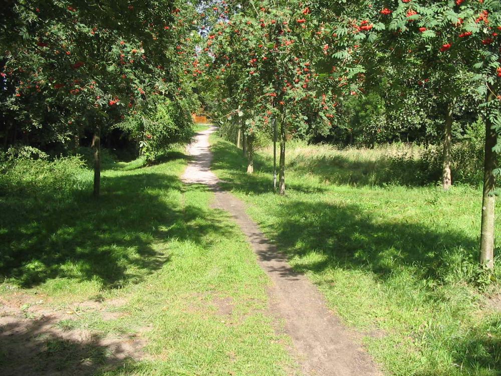 Vogelbeeren @ Stadt Fürstenberg/Havel Vogelbeeren @ Stadt Fürstenberg/Havel