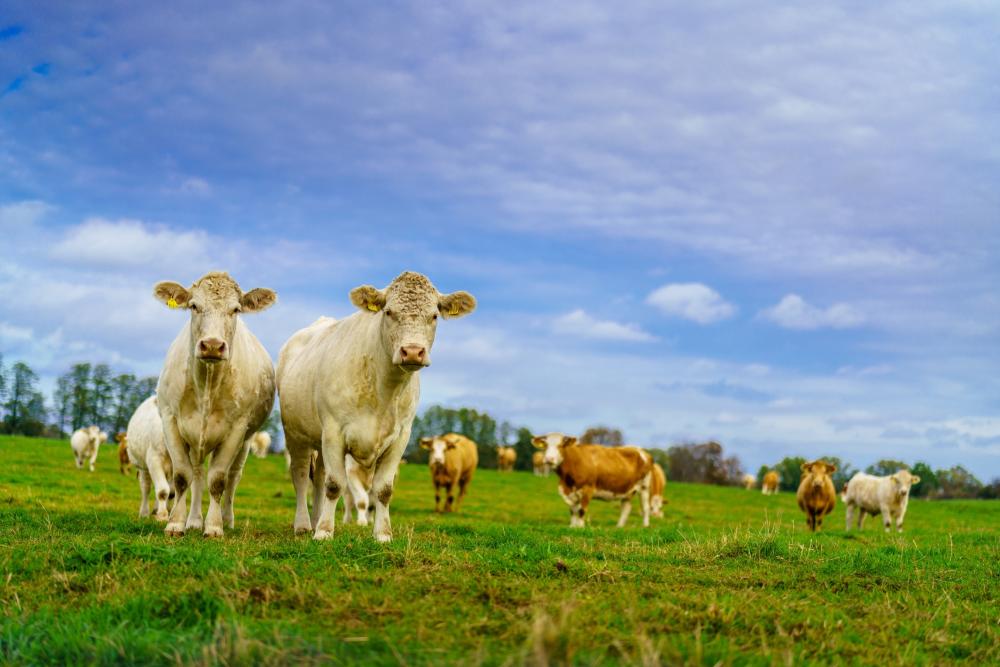 Mastrinder der Rasse Ückermärker auf den Wiesen rund um Bergsdorf, Foto: REGiO-Nord mbH, Foto: André Wirsig, Lizenz: REGiO-Nord mbH Mastrinder der Rasse Ückermärker auf den Wiesen rund um Bergsdorf, Foto: REGiO-Nord mbH, Foto: André Wirsig, Lizenz: REGiO-Nord mbH
