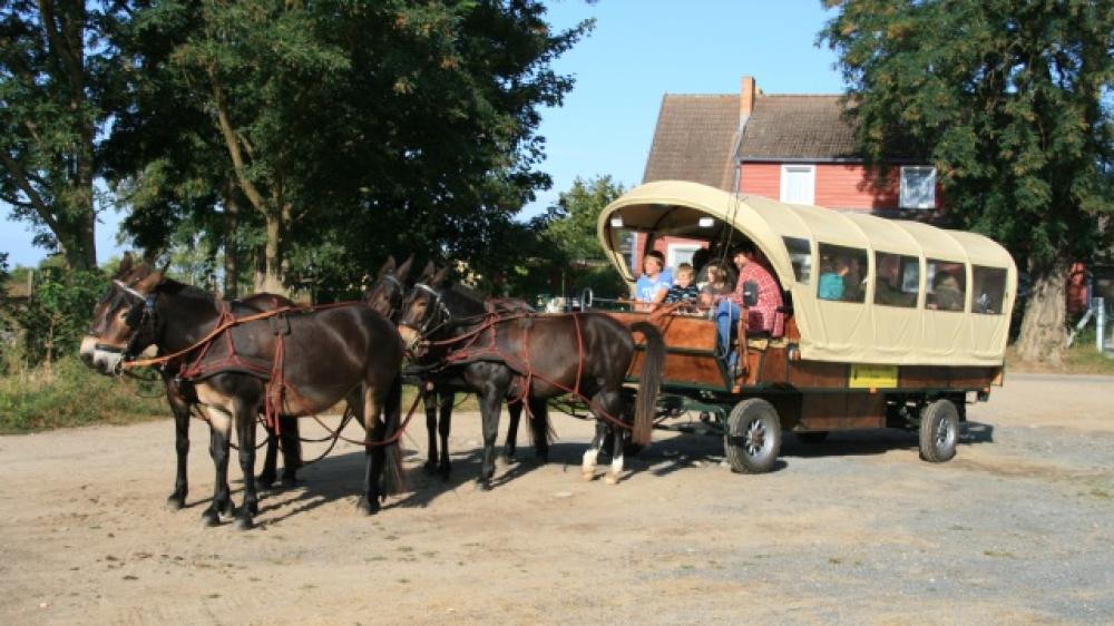 Mulis Vierergespann der Reit- und Fahrtouristik Lychen, Foto: Juliane Rensch Mulis Vierergespann der Reit- und Fahrtouristik Lychen, Foto: Juliane Rensch