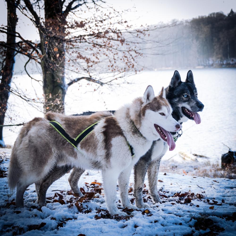 Huskys, Foto: J. Friedrich Huskys, Foto: J. Friedrich