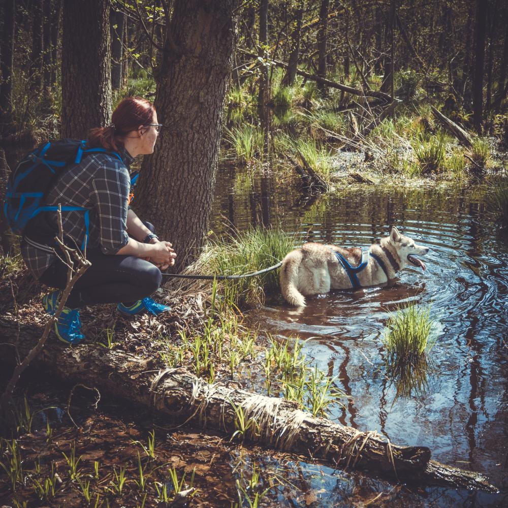 Husky am Wasser, Foto: J. Friedrich Husky am Wasser, Foto: J. Friedrich
