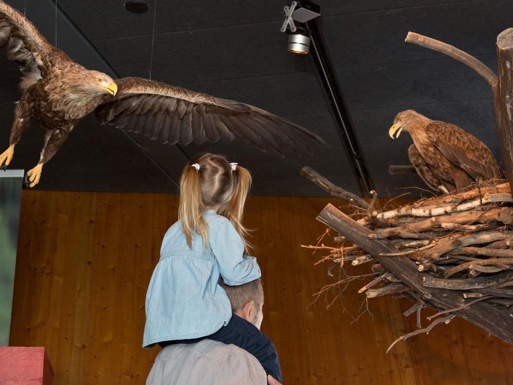 Dem König der Lüfte hautnah, Foto: Mirco Runge, Lizenz: Müritzeum gGmbH Dem König der Lüfte hautnah, Foto: Mirco Runge, Lizenz: Müritzeum gGmbH