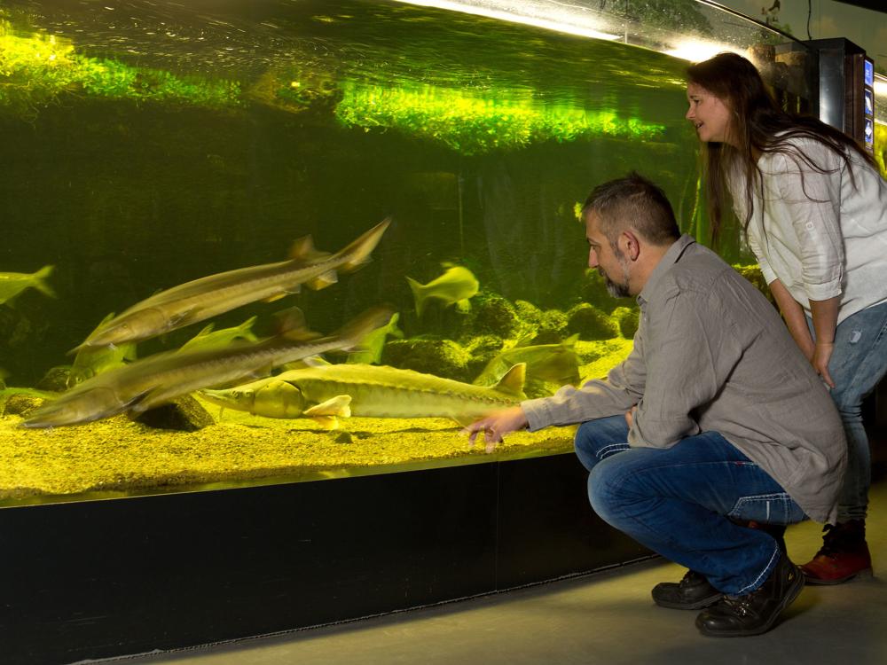 Imposante Störe im Aquarium, Foto: Mirko Runge, Lizenz: Müritzeum gGmbH Imposante Störe im Aquarium, Foto: Mirko Runge, Lizenz: Müritzeum gGmbH