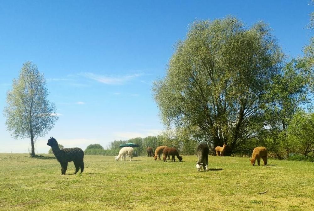 Tiny Alpaca Town , Foto: Jennifer Draba-Quell, Lizenz: Jennifer Draba-Quell