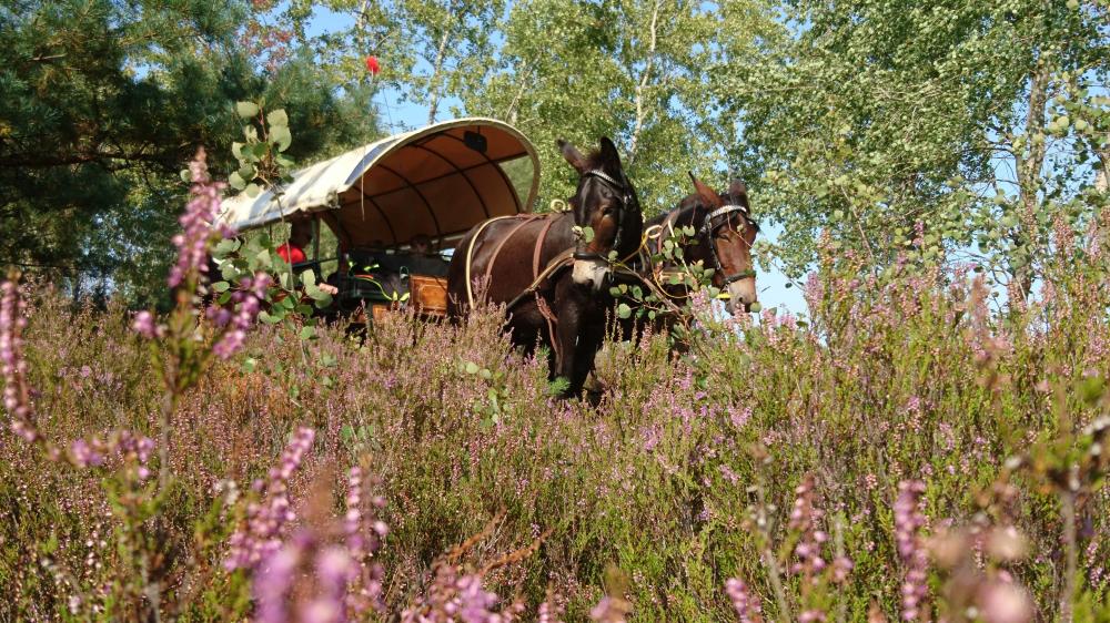 Fahrt zur Heideblüte, Foto: Juliane Rensch Fahrt zur Heideblüte, Foto: Juliane Rensch