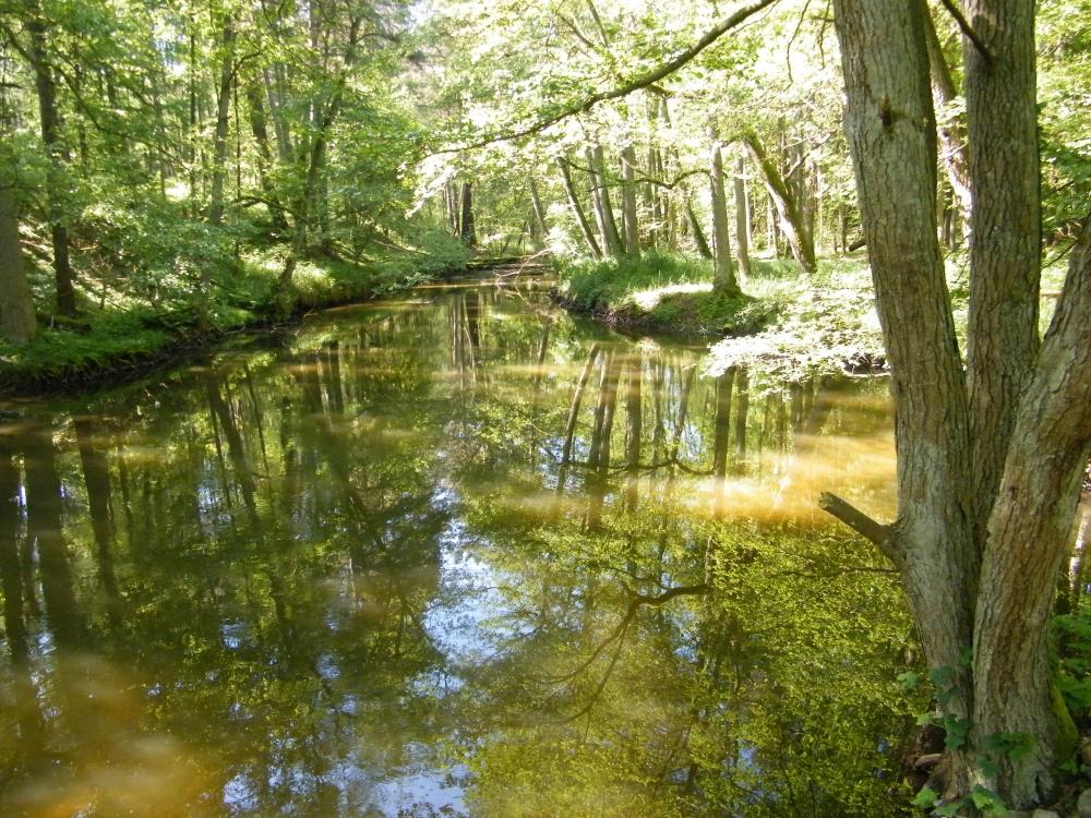Wanderung um den Hegensteinbach, Foto: TI Fürstenberg/Havel, Lizenz: TI Fürstenberg/Havel Wanderung um den Hegensteinbach, Foto: TI Fürstenberg/Havel, Lizenz: TI Fürstenberg/Havel