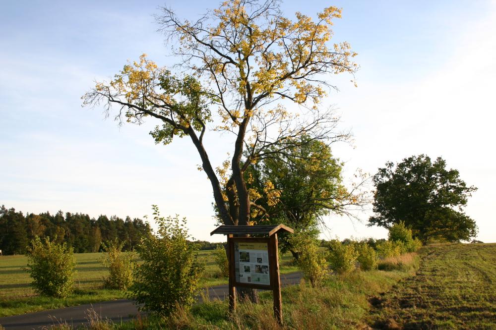 Allee rund um Gut Zernikow, Foto: Tourismusverband Ruppiner Seenland e.V. , Lizenz: Tourismusverband Ruppiner Seenland e.V. Allee rund um Gut Zernikow, Foto: Tourismusverband Ruppiner Seenland e.V. , Lizenz: Tourismusverband Ruppiner Seenland e.V.