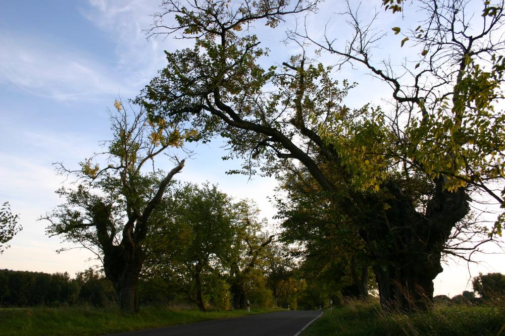 Allee rund um Gut Zernikow, Foto: Tourismusverband Ruppiner Seenland e.V. , Lizenz: Tourismusverband Ruppiner Seenland e.V. Allee rund um Gut Zernikow, Foto: Tourismusverband Ruppiner Seenland e.V. , Lizenz: Tourismusverband Ruppiner Seenland e.V.