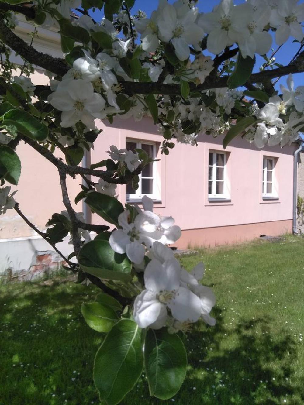 Blüten vorm Gut Zernikow, Foto: Tourismusverband Ruppiner Seenland e.V. , Lizenz: Tourismusverband Ruppiner Seenland e.V. Blüten vorm Gut Zernikow, Foto: Tourismusverband Ruppiner Seenland e.V. , Lizenz: Tourismusverband Ruppiner Seenland e.V.