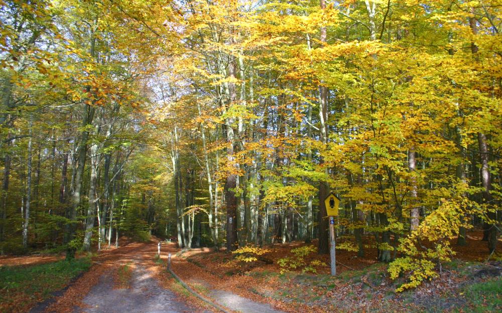 Zuwegung zum Moorerlebnispfad, Foto: Madlen Wetzel, Lizenz: Tourismusverband Ruppiner Seenland Zuwegung zum Moorerlebnispfad, Foto: Madlen Wetzel, Lizenz: Tourismusverband Ruppiner Seenland