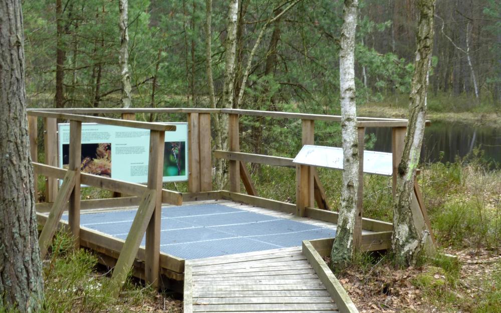Holzsteg am Moorerlebnispfad, Foto: Lisa Brehmer, Lizenz: Tourismusverband Ruppiner Seenland Holzsteg am Moorerlebnispfad, Foto: Lisa Brehmer, Lizenz: Tourismusverband Ruppiner Seenland