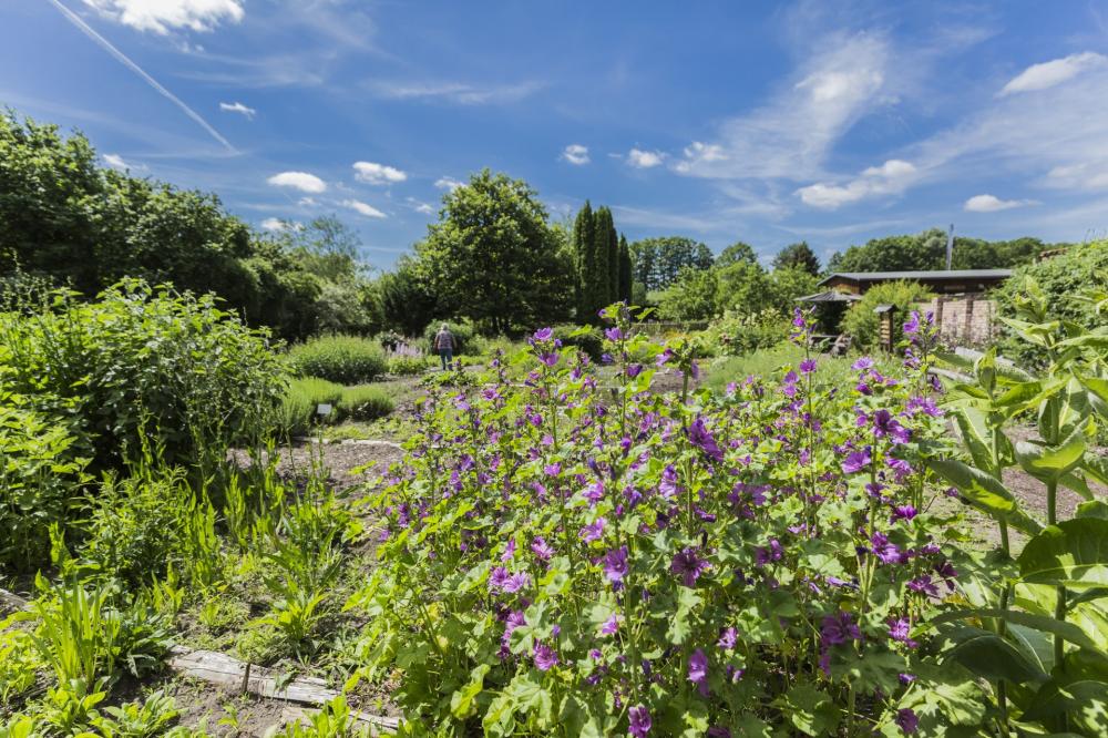 Klosterkräutergarten Himmeoaffen Lehmann, Foto: Steffen Lehmann Klosterkräutergarten Himmeoaffen Lehmann, Foto: Steffen Lehmann